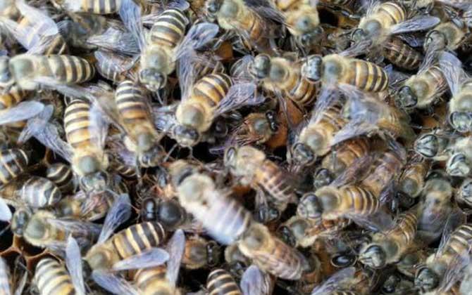 蜜蜂在成本上相对较高,因此在养蜂生产中多用白糖代替蜂蜜来饲喂蜂群