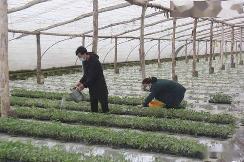 地区政协工委机关驻村工作队 发展特色种植养殖