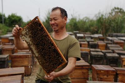 象州:又到蜂蜜收获季